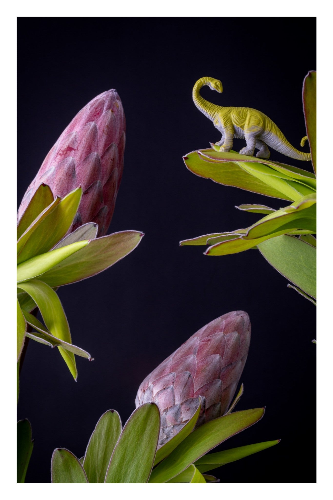 Proteasaurus II