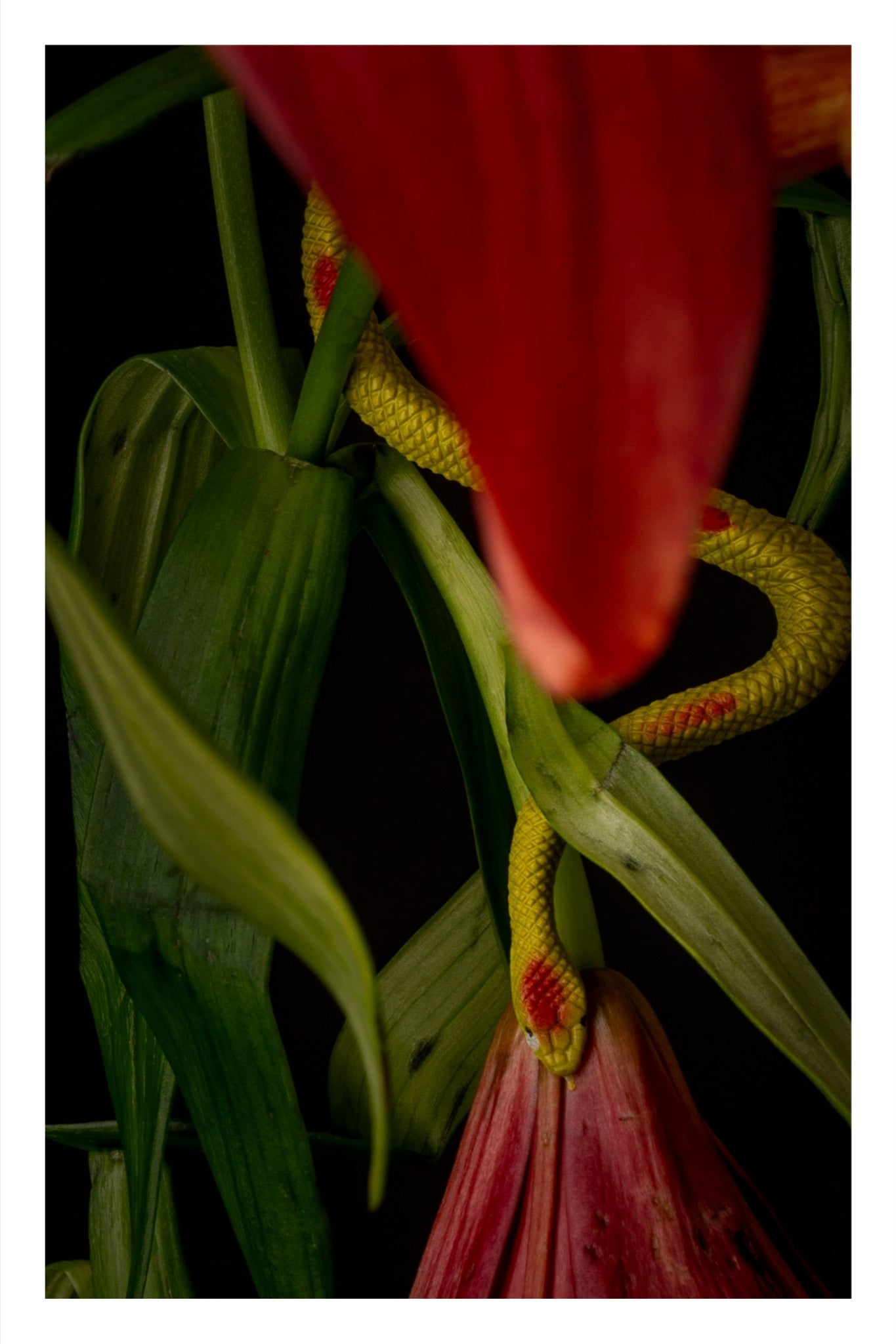 Snake Plant