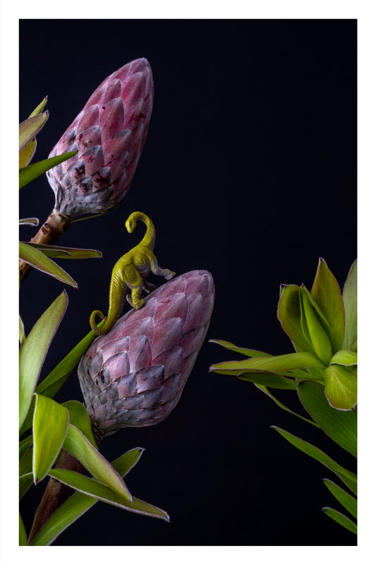 Proteasaurus