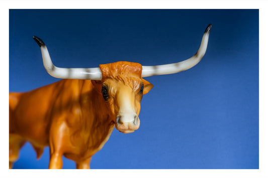 Longhorn