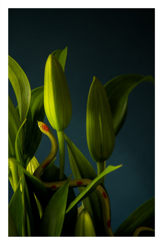 Snake Plant in Blue