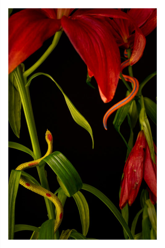 Snakes on a Plant